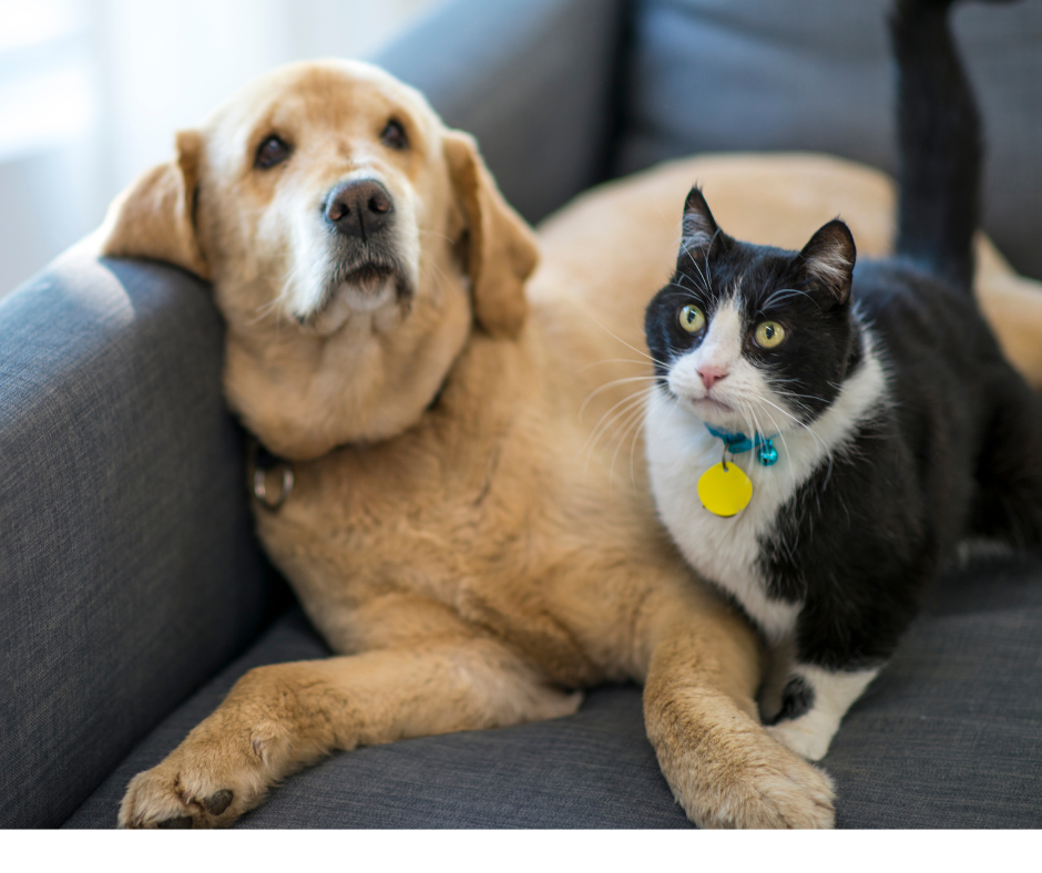 Paws Care Image